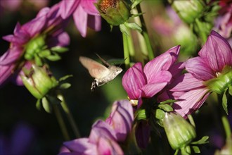 Hummingbird hawk-moth, October, Saxony, Germany, Europe