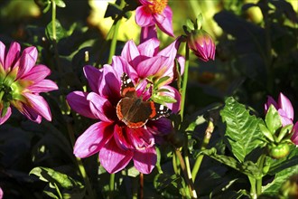 Admiral (Vanessa atalanta) on a dahlia, October, Germany, Europe