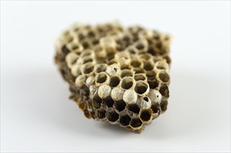 Close-up of an empty wasp nest of cells, against a white background, Lower Saxony, Germany, Europe