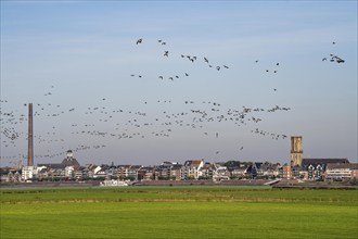 Skyline of Emmerich, on the Lower Rhine, pastures on the left bank of the Rhine, cows, flock of