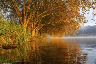 Autumn colours at the Platanen Allee, Hardenberg Ufer, lakeside path at Lake Baldeney, near Haus