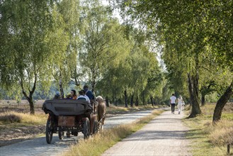 Heather blossom, horse-drawn carriage, pedestrians, trees, carriage ride near Wilsede, Bispingen,