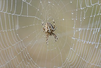 European garden spider (Araneus diadematus) in a web with morning dew, North Rhine-Westphalia,