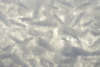 Snow, close-up of snow crystals, Arnsberg Forest nature park Park, North Rhine-Westphalia, Germany,