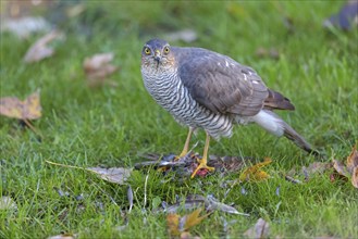 Eurasian sparrowhawk (Accipiter nisus), Neuhofen, Rhineland-Palatinate, Germany, Europe