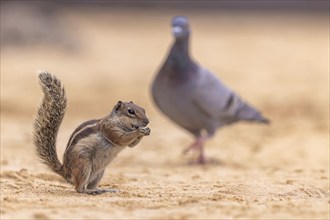 Atlas squirrel, North African bristle squirrel or Barbary squirrel (Atlantoxerus getulus) foraging,