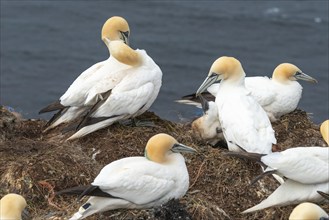 Breeding gannets (Morus bassanus) colony on the red sandstone cliffs of the offshore island of