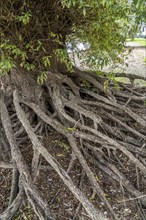 Rhine bank near Duisburg-Baerl, old silver willow, exposed roots, North Rhine-Westphalia, Germany,