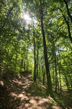 The Knorreichenstieg, part of the Urwaldsteig Edersee hiking trail, in the Kellerwald-Edersee