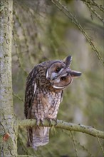 Long eared owl (Asio otus) adult bird on a pine tree branch, England, United Kingdom, Europe