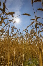 Wheat field, dried up and only low grown, due to the summer drought, drought, in East Westphalia