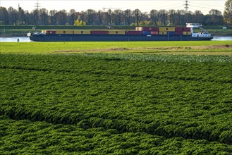 Kale field, growing area in the south of Düsseldorf, Volmerswerth district, cargo ship on the