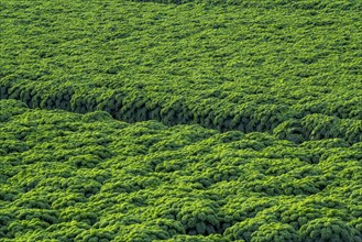 Kale field, growing area in the south of Düsseldorf, Volmerswerth district, on the Rhine, North