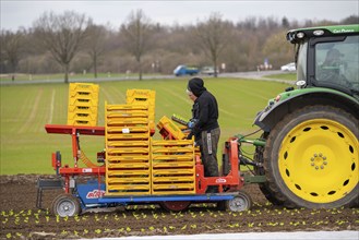 Lettuce plants, in press pots, they are planted in a field with a planting machine, agriculture,