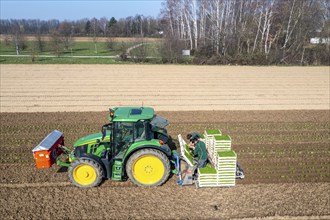 Agriculture, herb gardening, parsley is planted in rows in a field with a planting machine