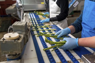 Asparagus farm, green asparagus is washed, cut and sorted by quality after harvesting, near