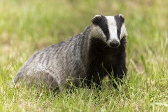 A badger sits on a green meadow surrounded by nature, european badger (Meles meles), Germany,