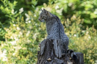 A grey wildcat sitting on a tree stump in the forest, wildcat (Felis silvestris), kittens, Germany,