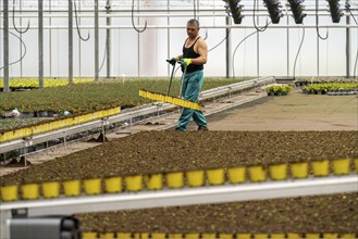 Horticultural business, greenhouse, freshly potted young plants are placed on beds to grow there,