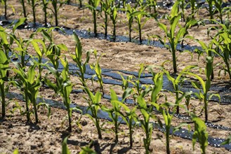 A maize field, with young plants, is fertilised with liquid manure, near Geldern, North