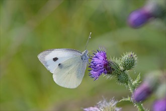 Butterfly, white butterfly (Pieridae), butterfly sitting on a flower of thistle (Cirsium vulgare),