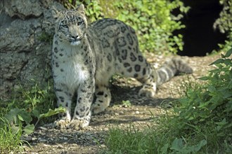 Snow leopard (Panthera uncia), captive