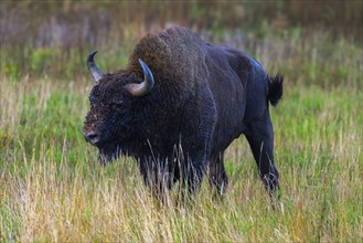 European bison (Bison bonasus) in a clearing in the Bialowieza Forest, Poland, Europe