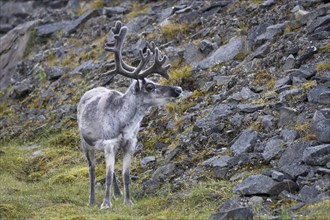 Reindeer, Ren, (Rangifer tarandus), Europe, Finland, Svalbard Spitsbergen, Europe