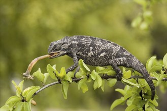 Lappet-faced chameleon (Chamaeleo dilepis) on the lookout for prey. Etosha NP, Namibia, Africa,