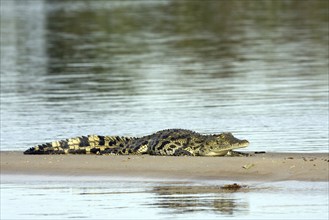 Nile crocodile, (Crocodylus niloticus) Nile crocodile resting on sandbank Mahango NP, Namibia,