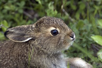 Young mountain hare, (Lepus timidus), young hare, portrait, Finland, baby animals, Finland, Europe