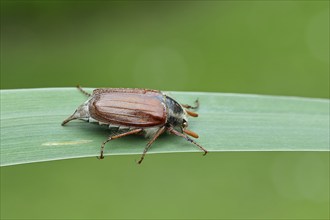 Wood cockchafer (Melolontha hippocastani), male, walking on a leaf of a broad-leaved bulrush (Typha