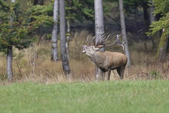 Red deer (Cervus elaphus) during the rutting season, a large stag roaring in a forest clearing,