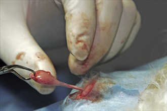 Castration of a tomcat, removal of the testicle, vet