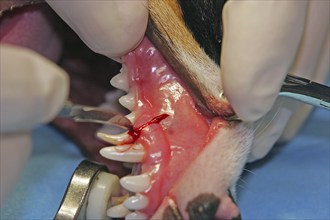 Extraction of a denscaninus, removal of a milk canine Jack Russell Terrier, opening of the gums,