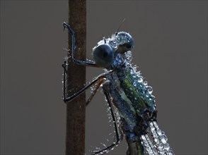 Emerald Damselfly (Lestes sponsa) sits on a rush stalk, the first rays of sunlight dry the wings,