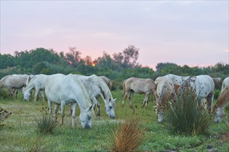 A herd of white Camargue horses in a wide meadow under a soft pink evening sky, Camargue, France,