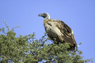 White-backed vulture, (Gyps africanus), resting in the morning Kalahari Gemsbok NP, South Africa,