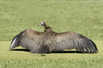 Black-capped vulture, (Necrosyrtes monachu), sunbathing on the golf course, Gambia West Africa,