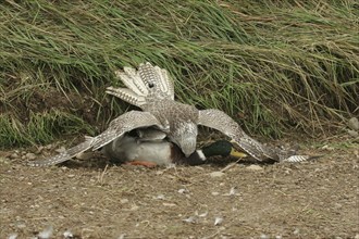 Gerfalcon Saker Falcon (Falco rusticolus, Falco cherrug) young hybrid mating bird with mallard