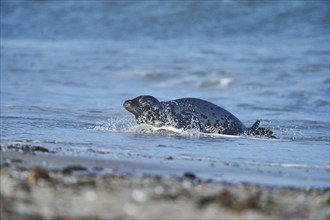 Close-up of harbor or harbour seal (Phoca vituliana vitulina) in spring (april) on Helgoland a