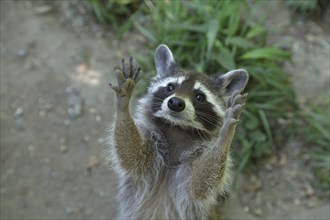 Raccoon (Procyon lotor) begging for food, captive, North Rhine-Westphalia, Germany, Europe