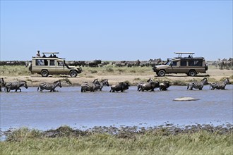 Tourists watching migration of zebras (Equus burchelli) and blue wildebeests (Connochaetes