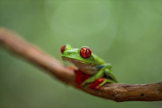 Red-eyed tree frog (Agalychnis callidryas), sitting on a branch, Heredia province, Costa Rica,