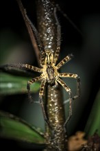 Getazi comb spider or Getazi banana spider (Cupiennius tazi), adult male sitting on a branch at