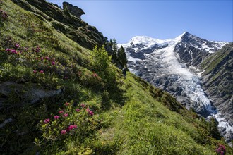 Mountaineer between alpine roses on a hiking trail, impressive mountain landscape with glacier,