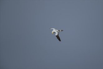 Northern gannet (Morus bassanus) adult bird in flight preening its breast feathers, Yorkshire,