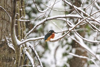 Common kingfisher (Alcedo atthis) on a snow-covered branch, winter, Saxony, Germany, Europe