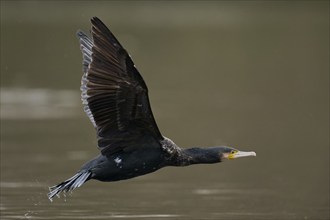 Great cormorant (Phalacrocorax carbo) in flight, Lower Saxony, Germany, Europe