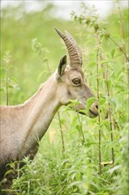 Alpine ibex (Capra ibex) female, portrait in the meadow, wildlife Park Aurach near Kitzbuehl,